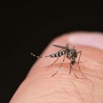 moustique tiger sur doigt