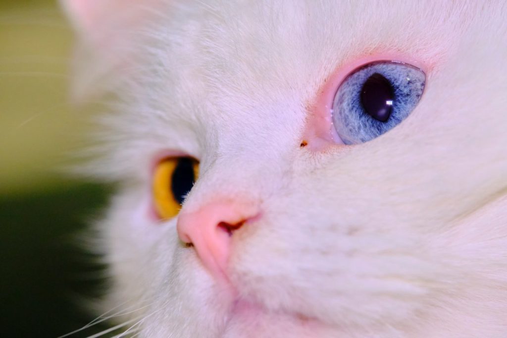angora cat with strange eyes