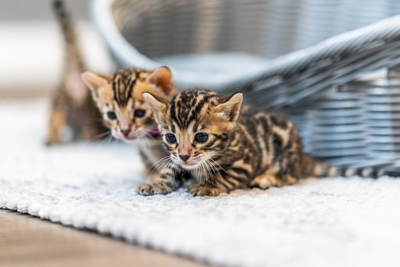 chatons bengals intelliegent