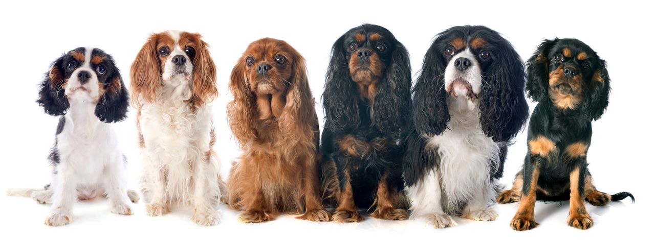 Couleurs cavalier king Charles