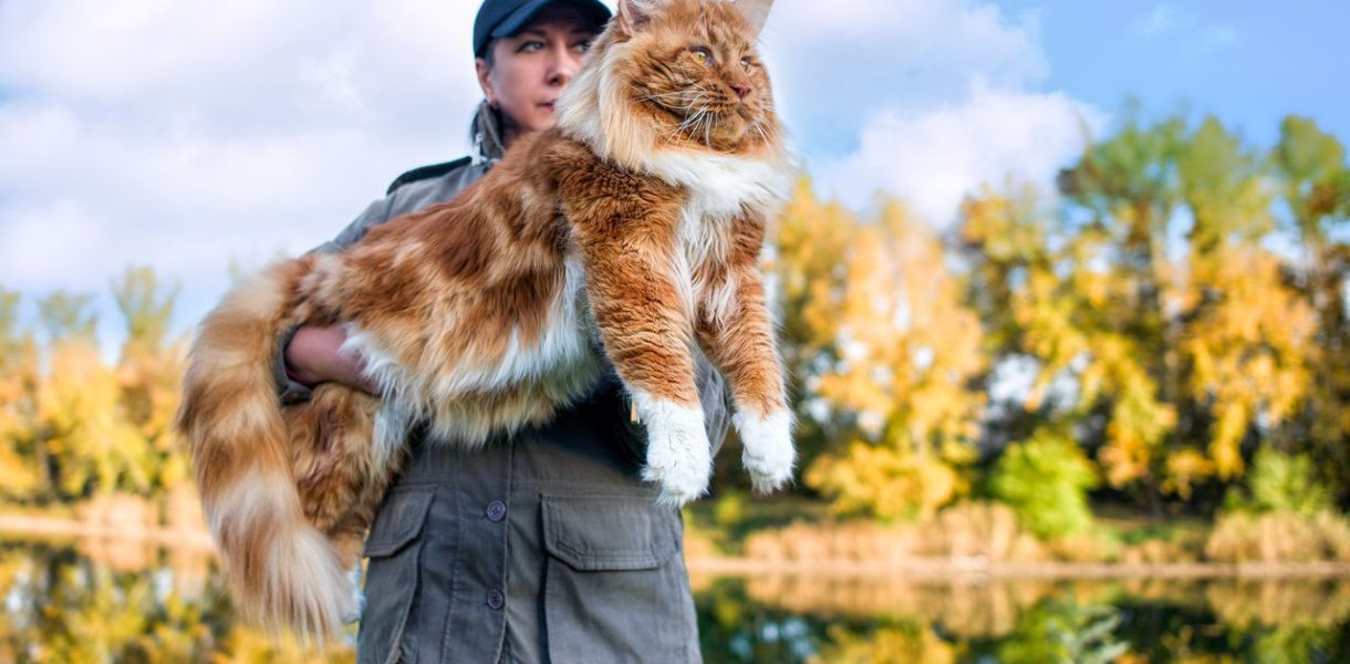 maine coon grand chat