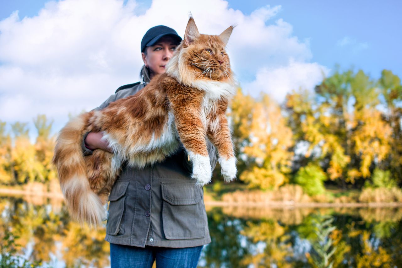 maine coon grand chat