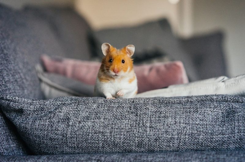 Adopter hamster NAC