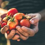 Avantages plantation tomates