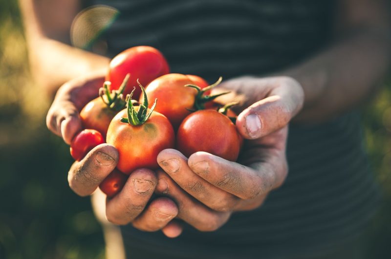 Avantages plantation tomates