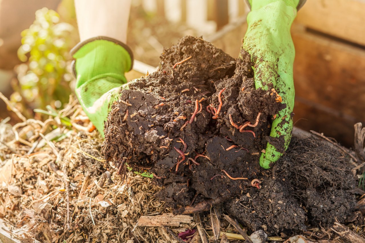 Compost avec des vers à partir de déchets organiques sur un tas de compost bio