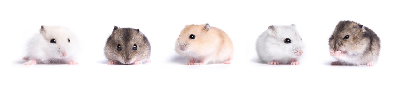 Différentes races hamster