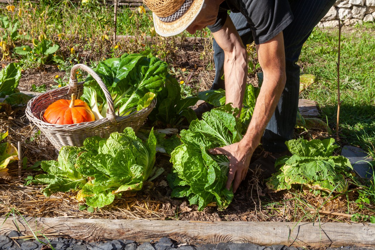 Jardinier avec son panier de récolte cueillant des légumes