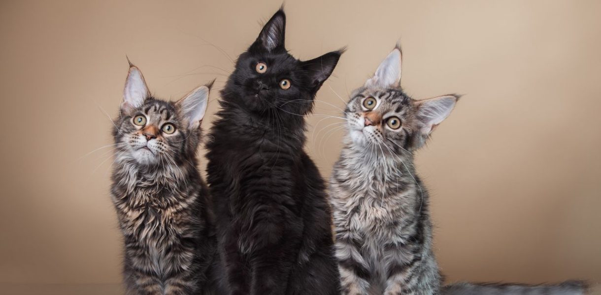 Main coon chat
