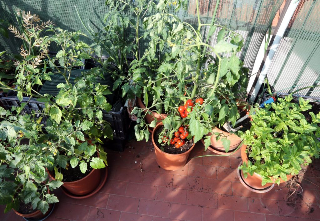plants de tomates sur terrasse