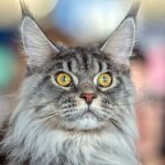 Race chat Main Coon