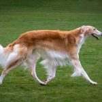 Race chien barzoï