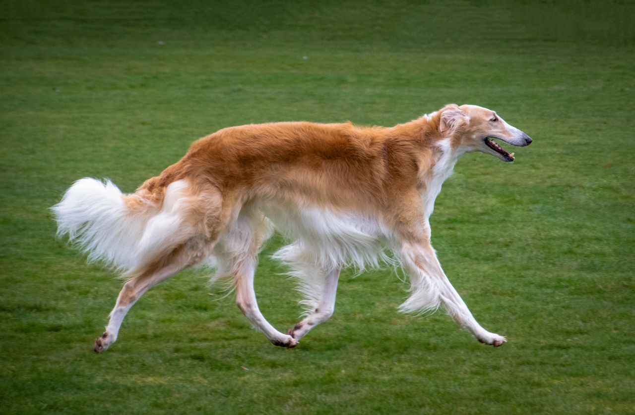 Race chien barzoï