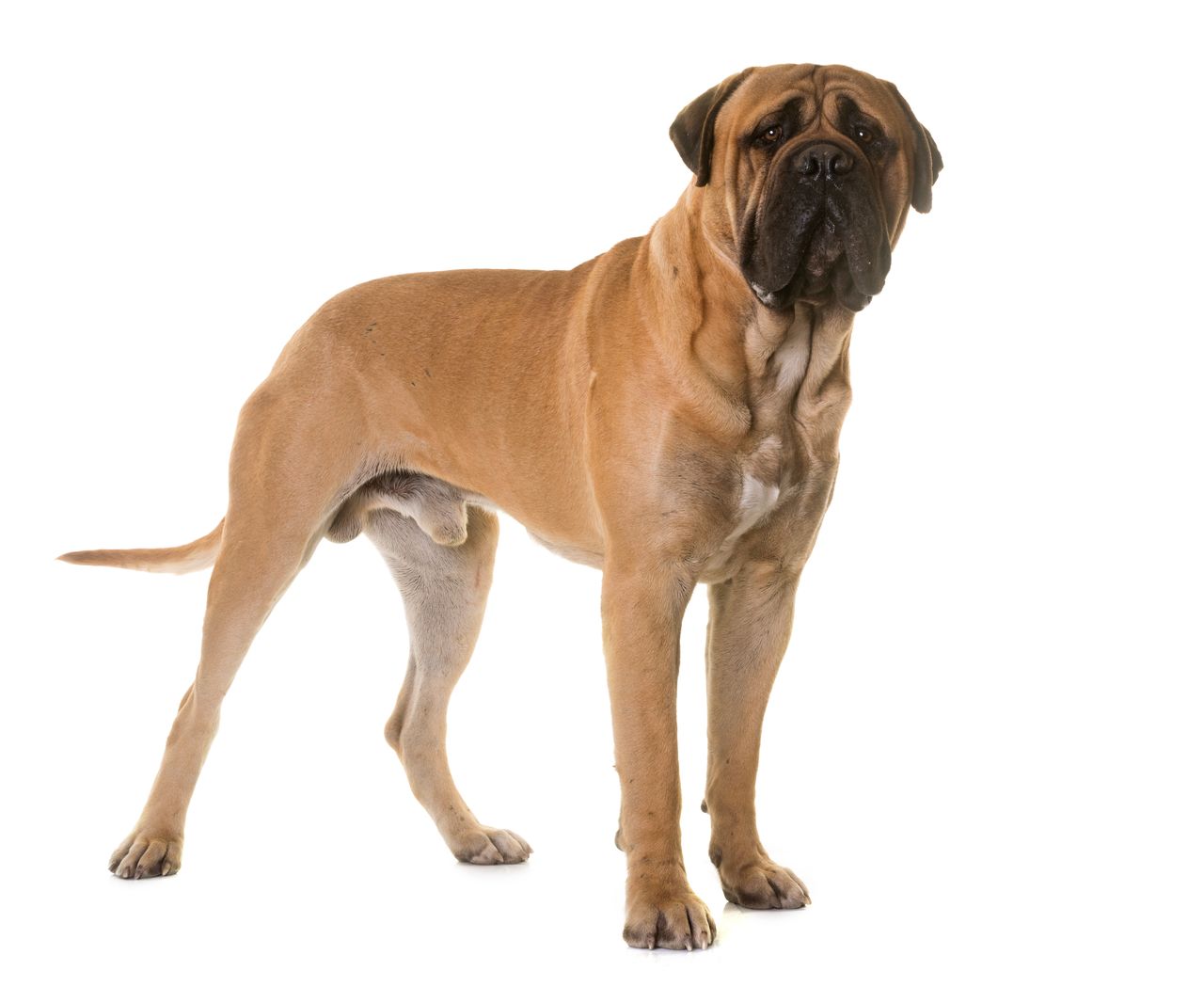 Race gros chien mastiff