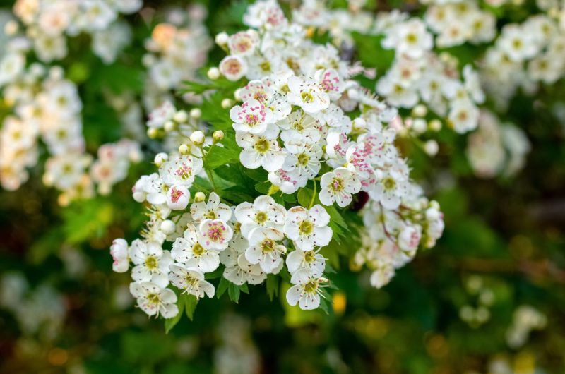 Aubépine plante mellifère