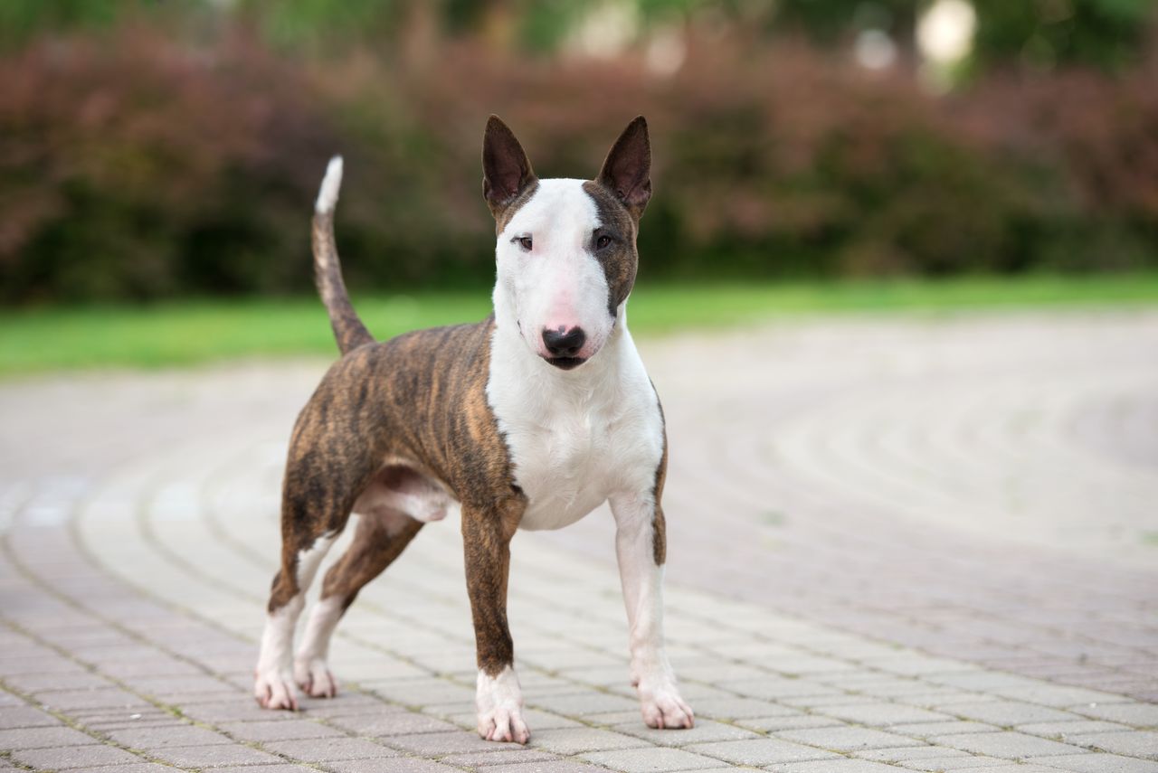 Bull terrier chien taille moyenne