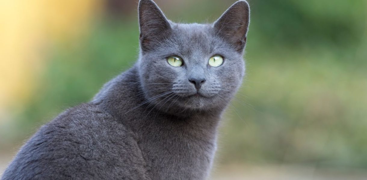 chat appartement bleu russe