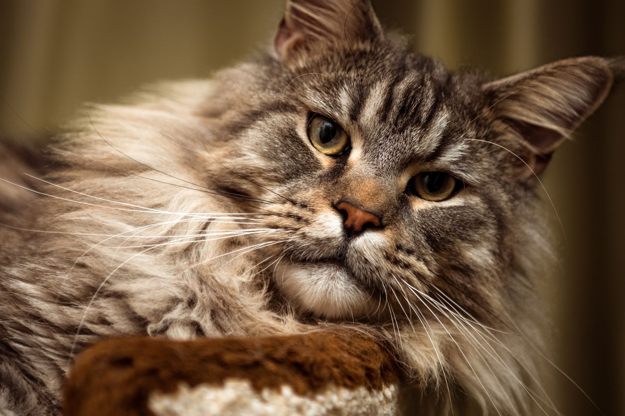 chat appartement maine coon