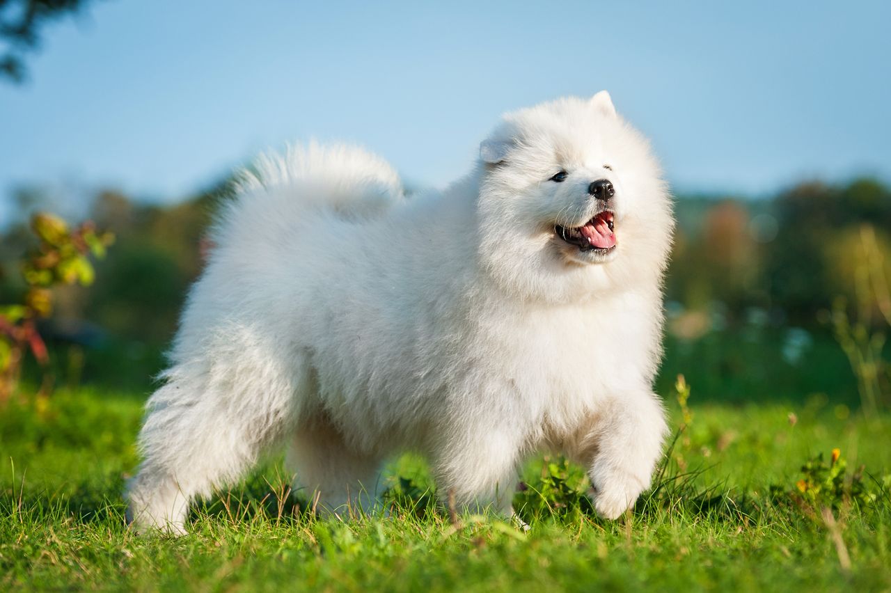 Le samoyede chien taille moyenne