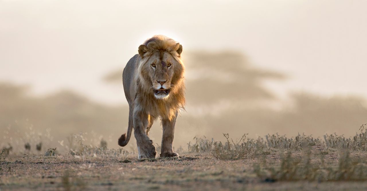 Lion test personnalité