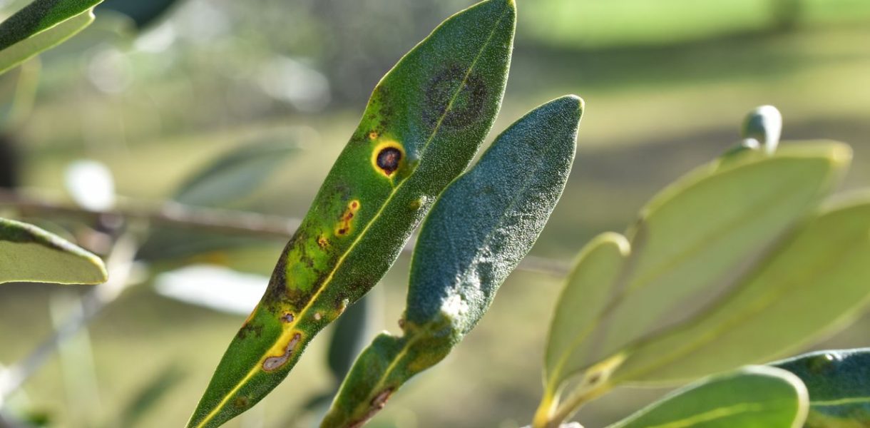Maladie olivier