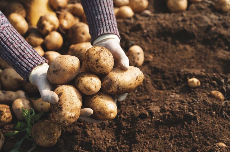 Plantation pommes de terre