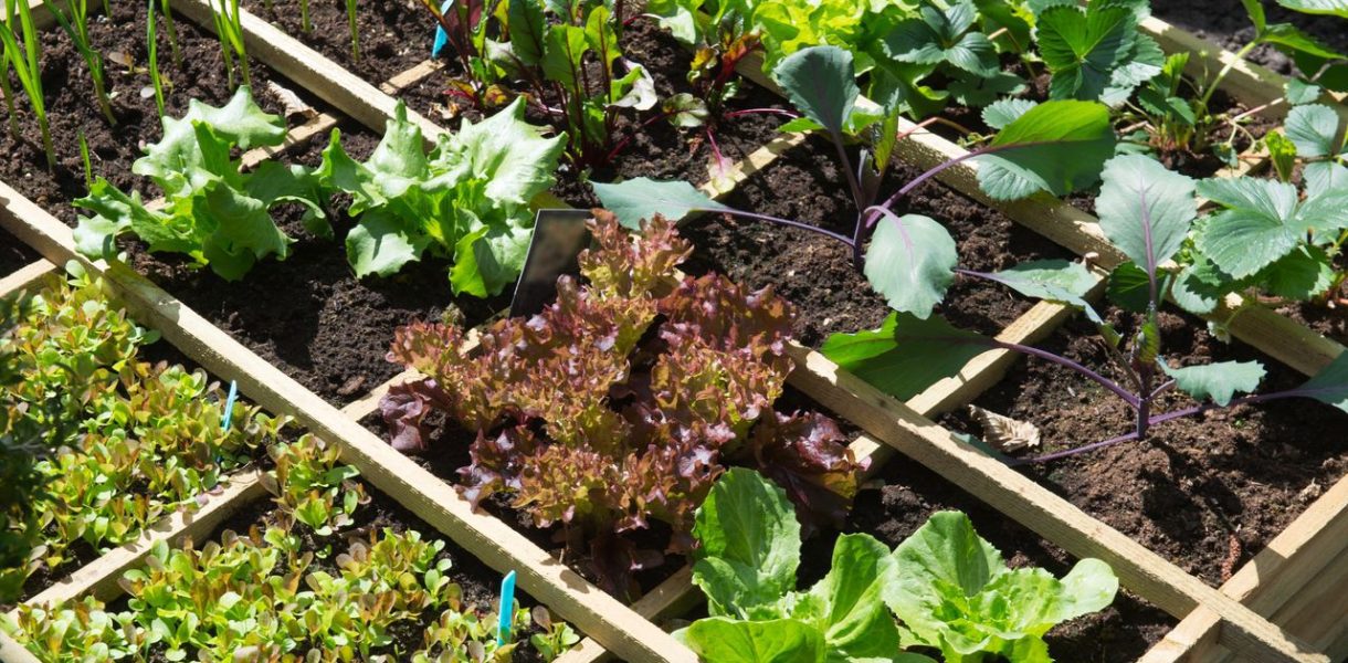 Conseils premier potager