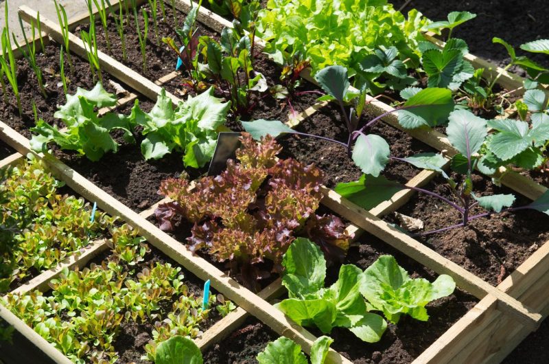 Conseils premier potager