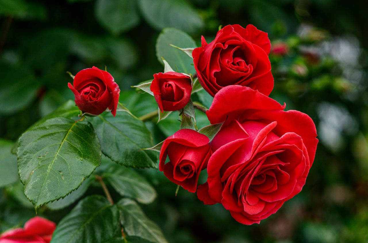 Wunderschöne rote Rosen
