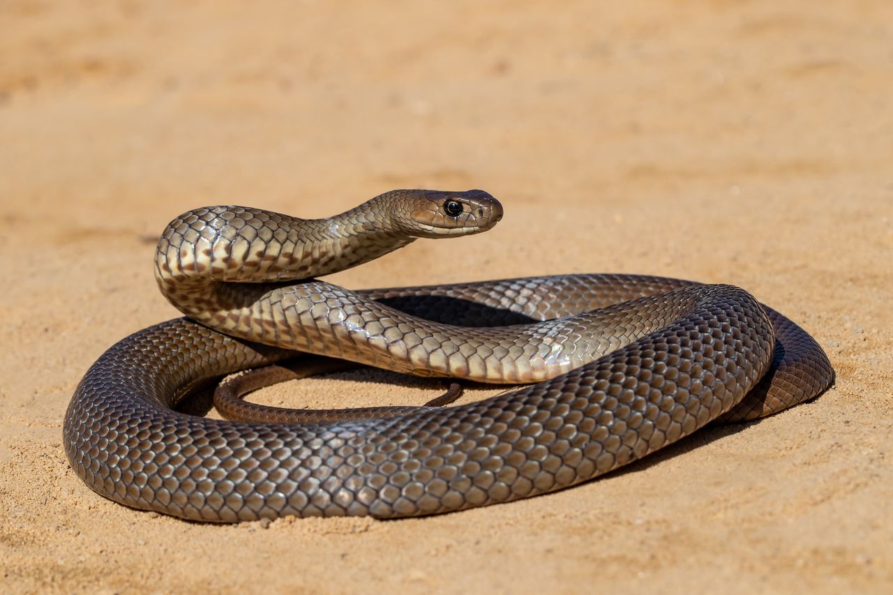 Serpent test personnalité