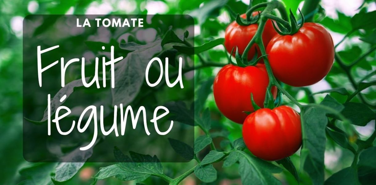 tomate fruit ou legume