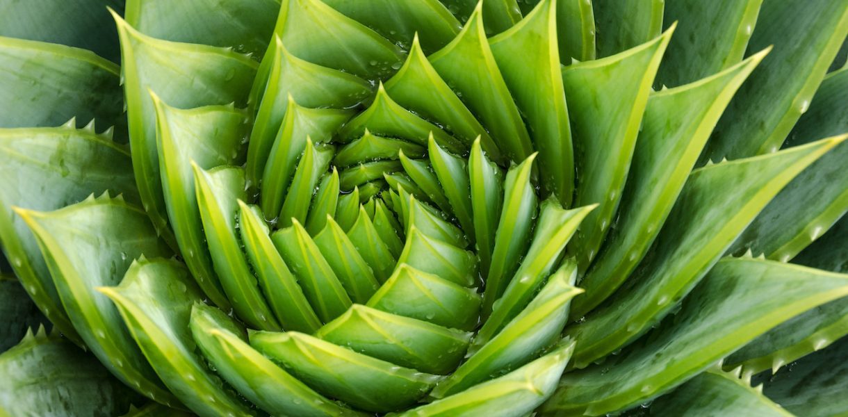 aloe vera mourant