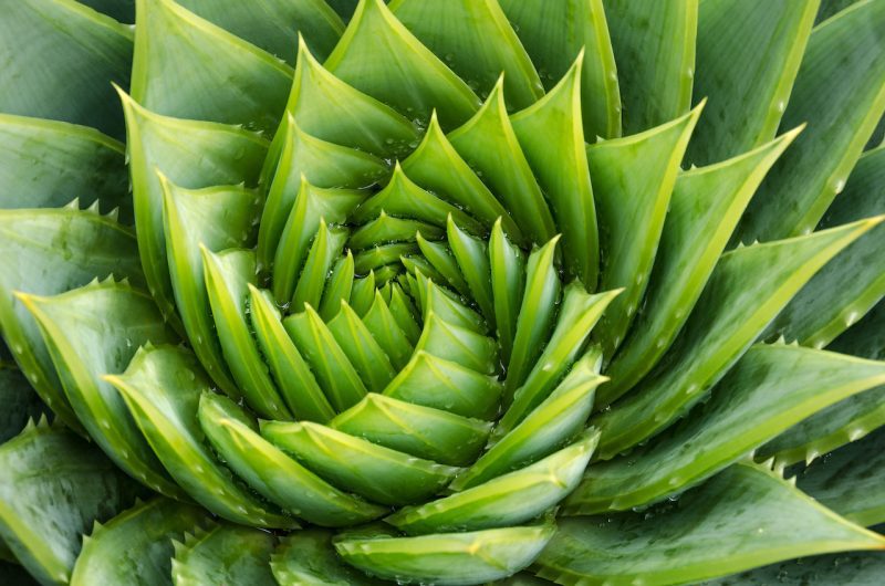 aloe vera mourant