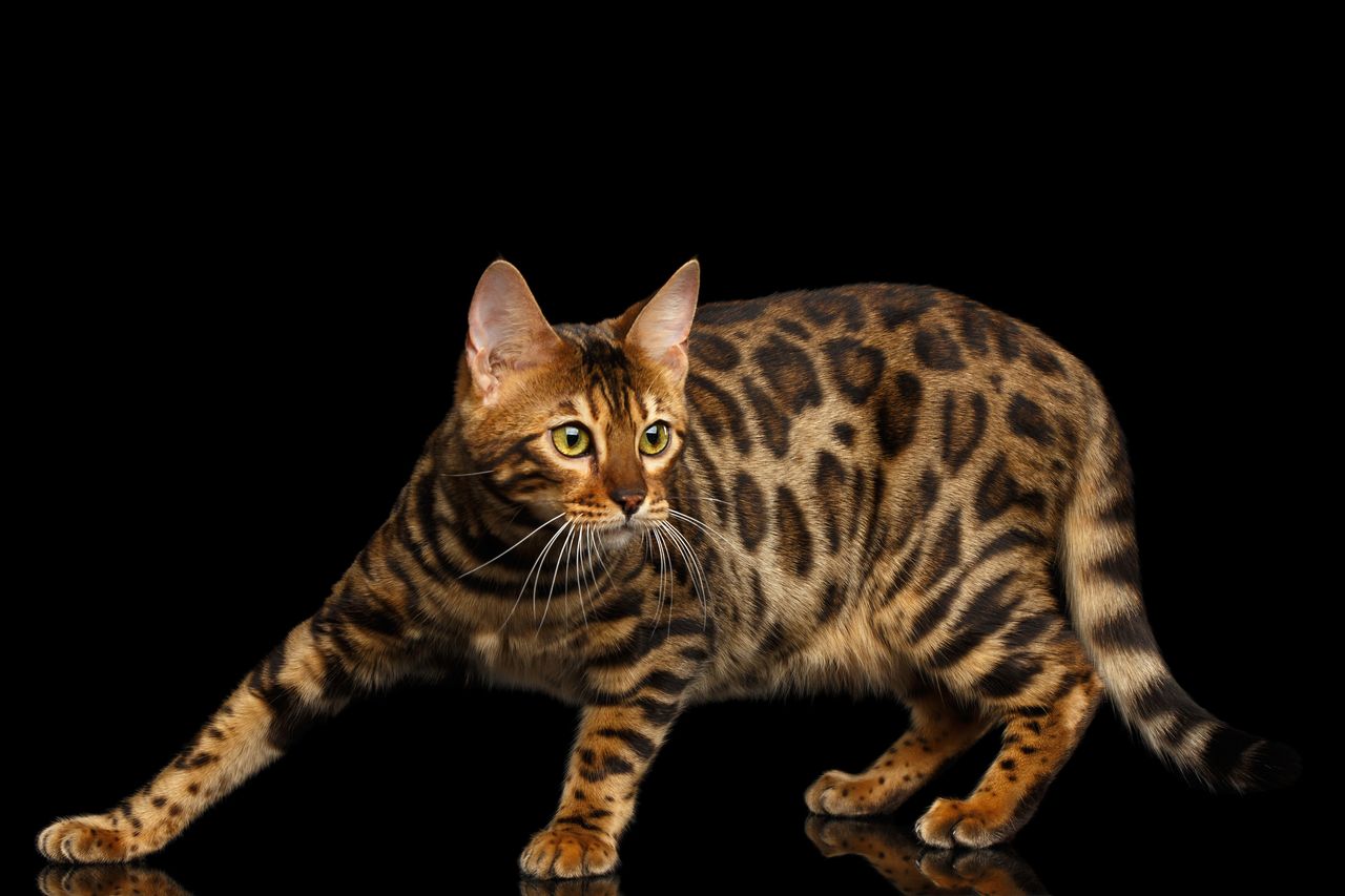 bengal test personnalite