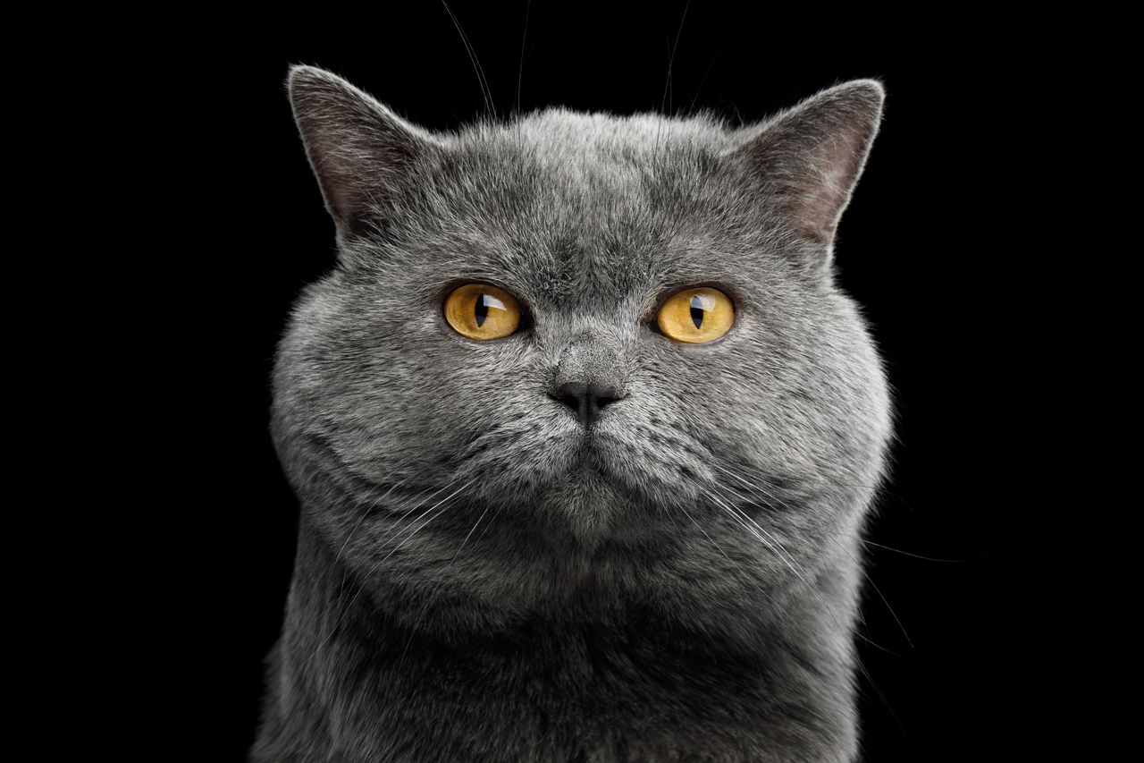 british shorthair test personnalite