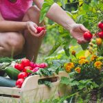 Culture courgettes jardin