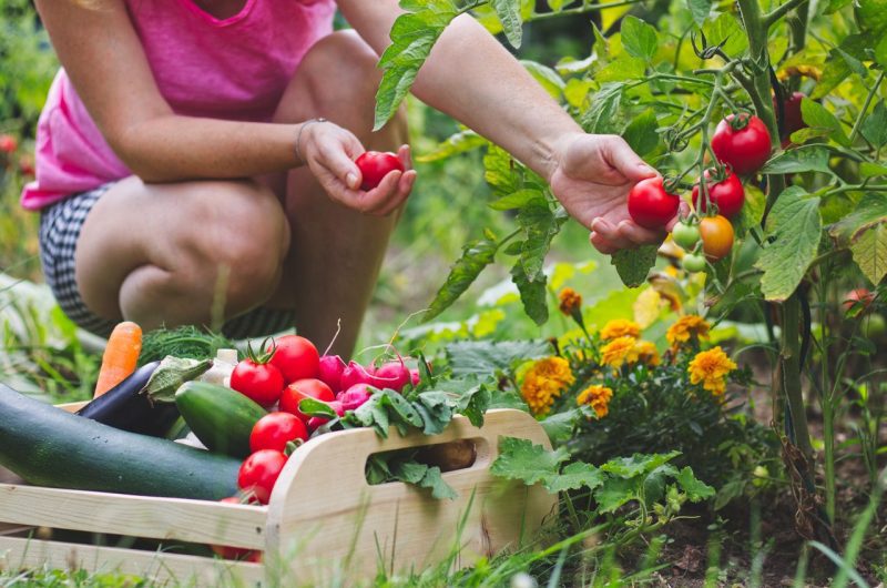 Culture courgettes jardin