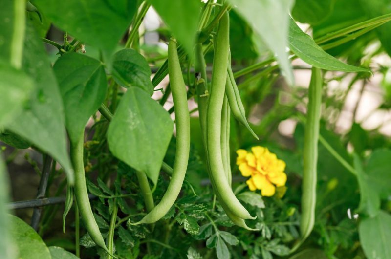 Culture haricots verts