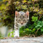 Éloigner chat jardin
