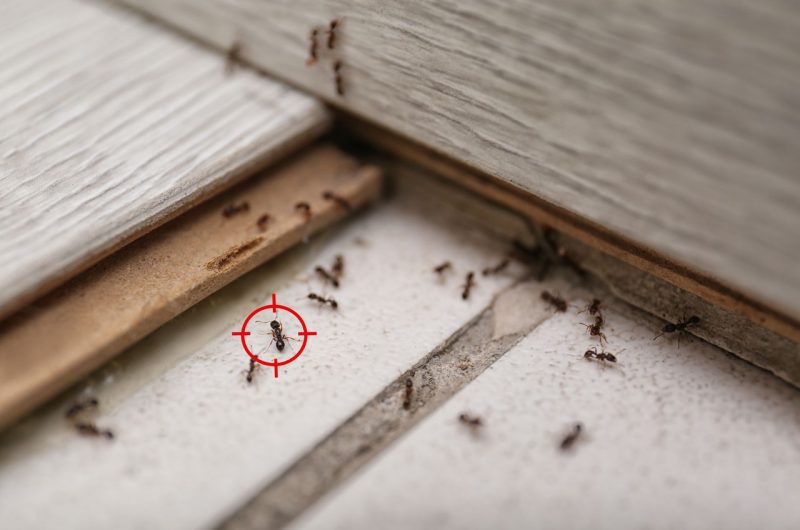 Éloigner fourmis maison