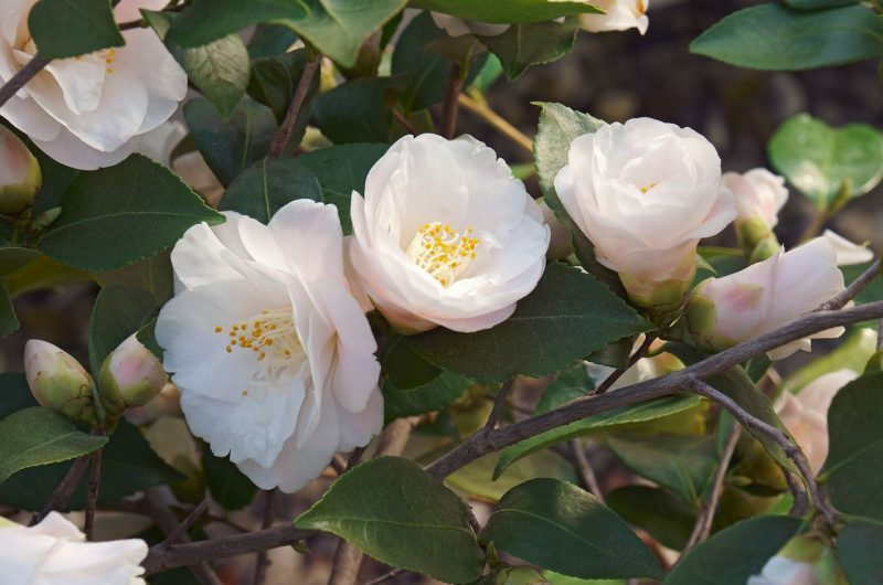 Fleur naissance camélia