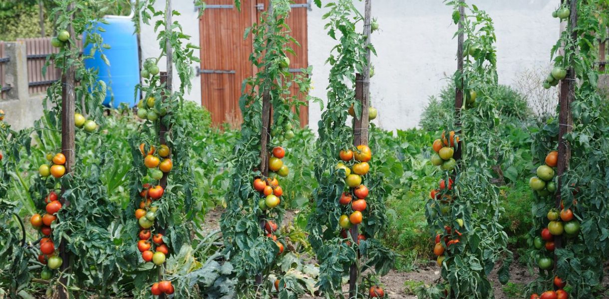 Optimiser jardin tomate