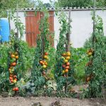 Optimiser jardin tomate