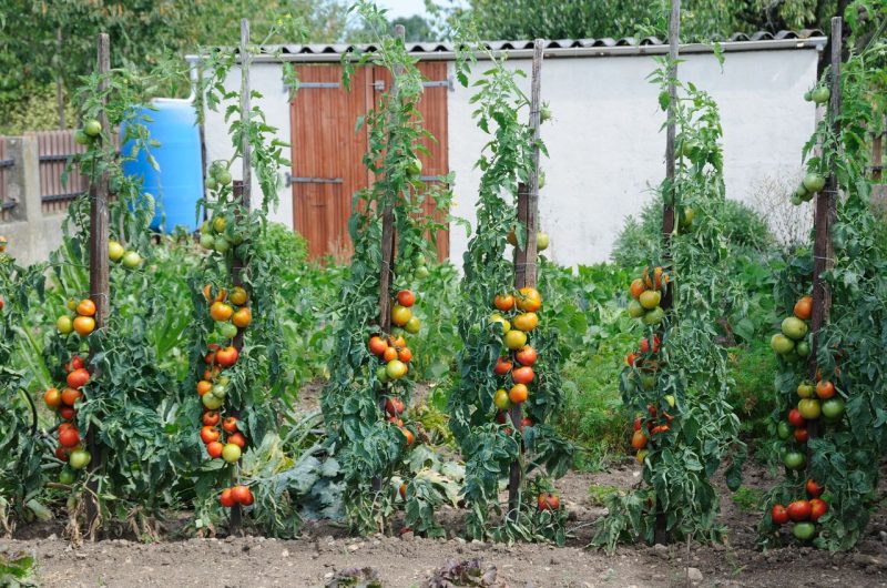 Optimiser jardin tomate