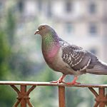 Pigeon balcon