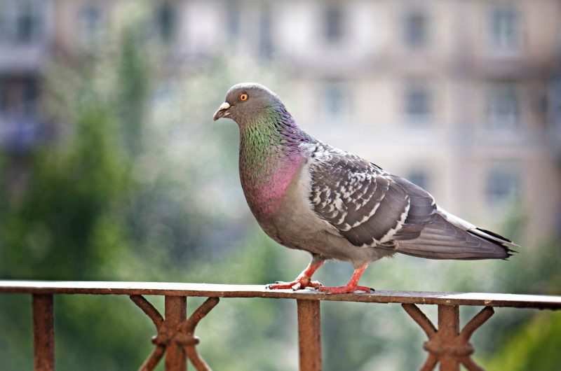 Pigeon balcon