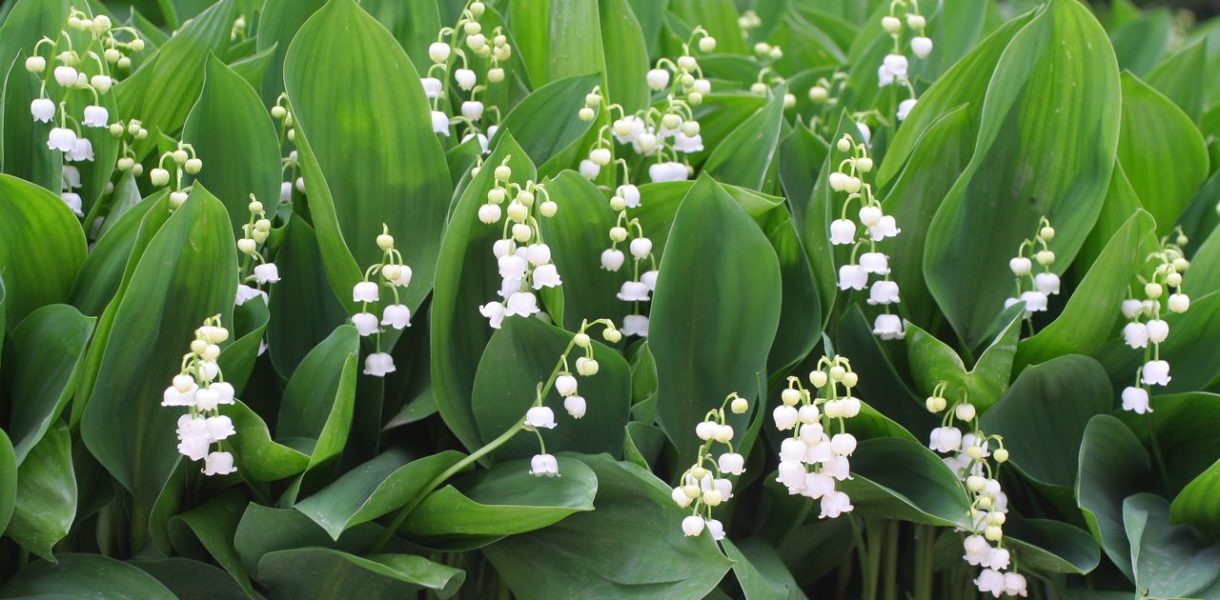 Plantation muguet