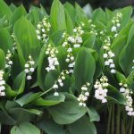 Plantation muguet