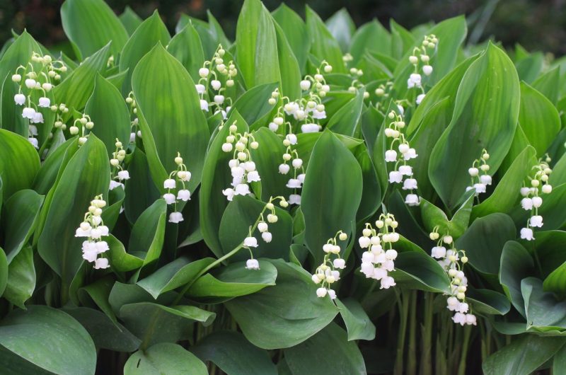 Plantation muguet