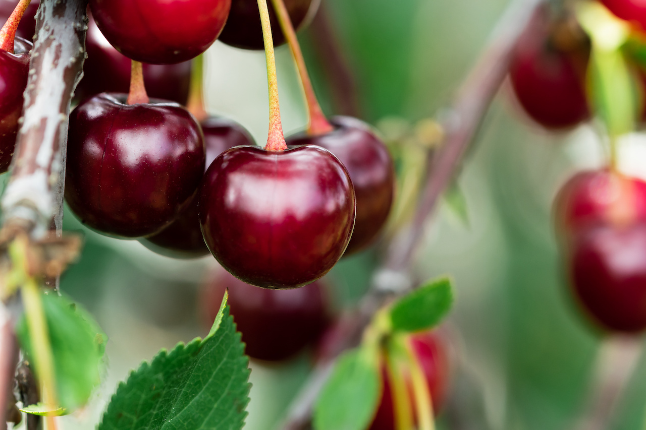 Planter Et Cultiver Un Cerisier Avec Succès